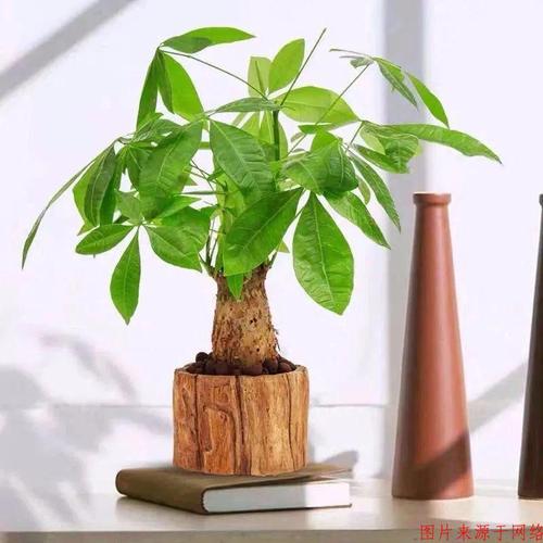 大门口种什么树对风水好又招财旺宅