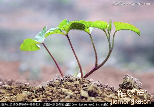 梦见栽红薯