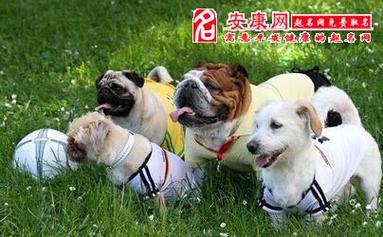 男人梦见一群狗好不好