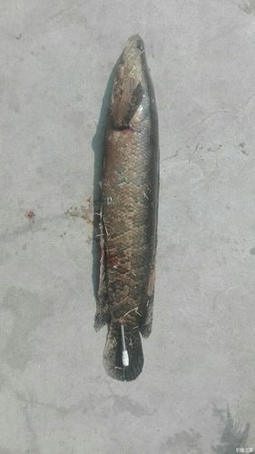 梦见钓鱼钓到大黑鱼，心情得到放松