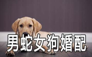 蛇女与狗男合财吗