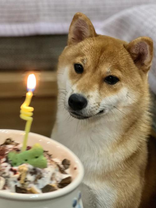 如何让属狗女票过一个终身难忘的生日