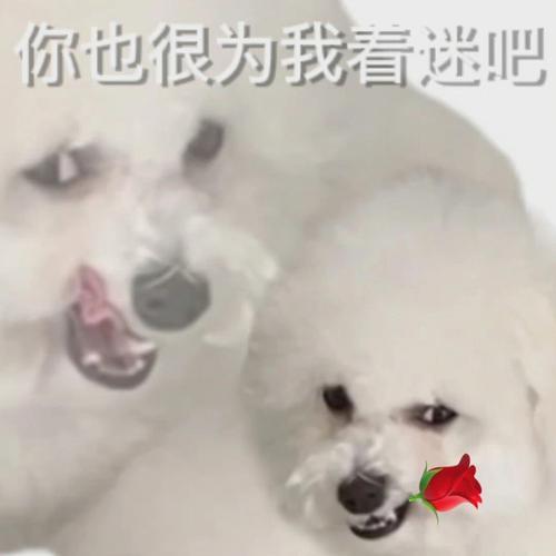 优点很多,却很少被人追求的三大星座
