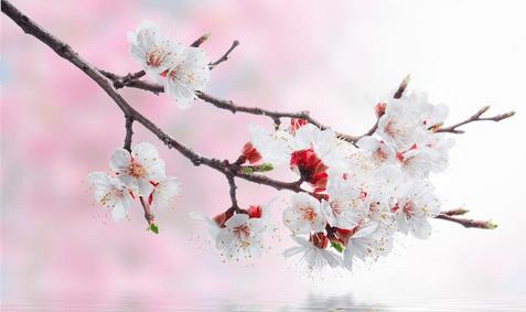 梦见梅花绽开