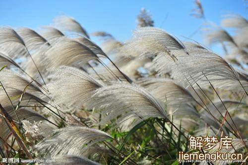 梦见芦苇周公解梦,梦见芦苇是什么意思?