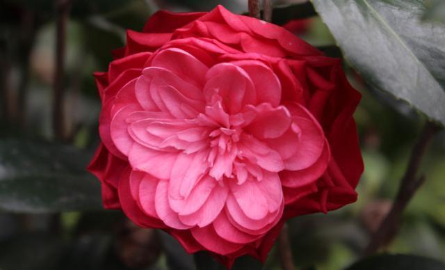 7月能给处女座带来桃花运的花