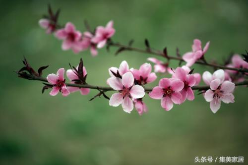 家居桃花风水物