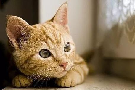 梦见野猫是什么兆头？