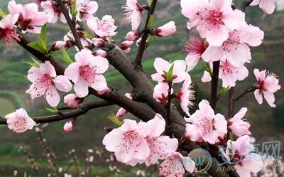 哪种命的人六月桃花运高涨