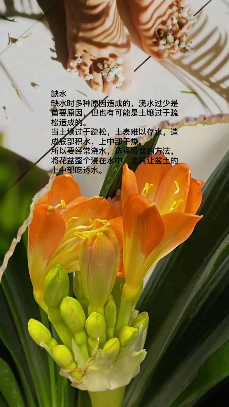 梦见君子兰怎么回事