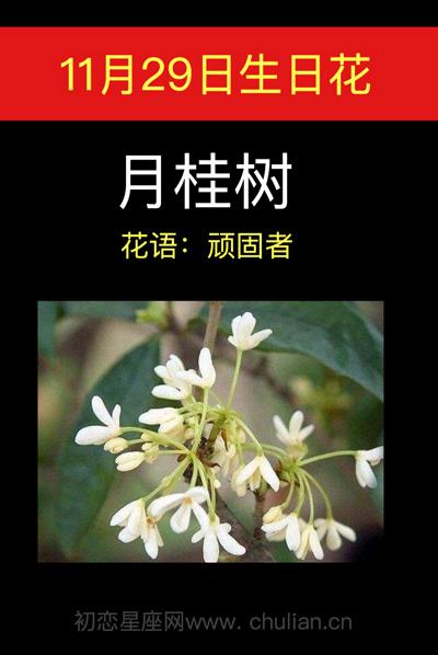 11月1日花语:月桂树,生日花语灵巧