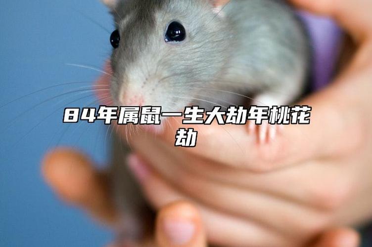 84年属鼠一生大劫年桃花劫,84年属鼠烂桃花有几次?