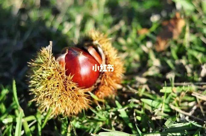 做梦梦见板栗(讲解)