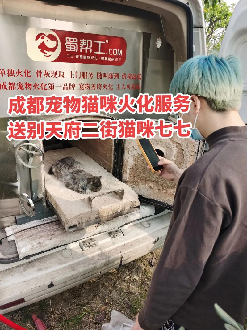 梦见去火葬场找猫