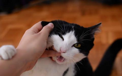 梦见猫咬别人