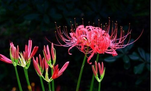 红色曼陀罗花语:流血、血腥的爱