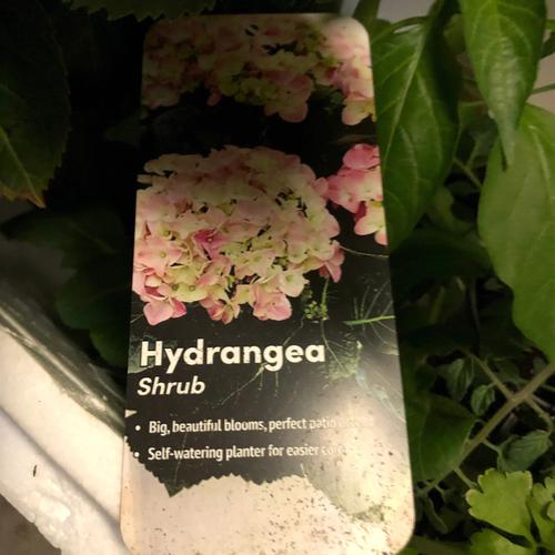 树离窗户多远风水好