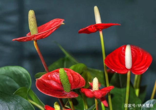 7月能给金牛座带来财运的花