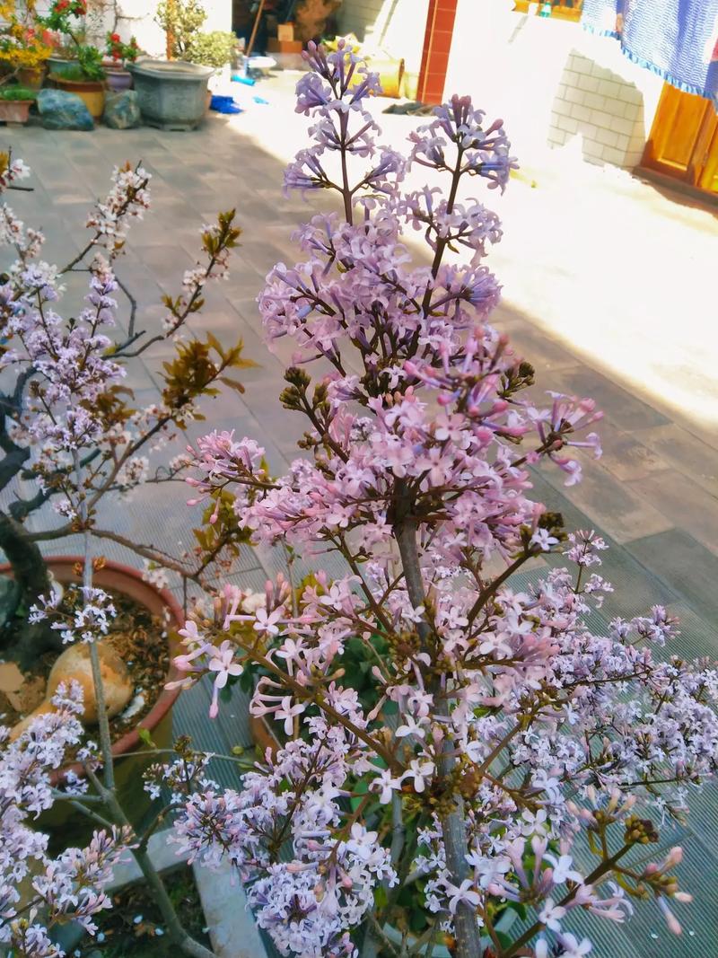 丁香花花语：忧愁思念、光辉