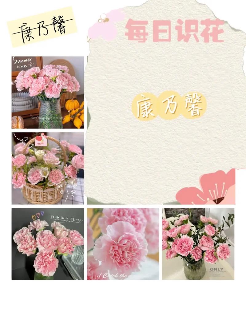 康乃馨花语