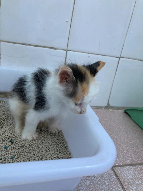 梦见捡了两只猫