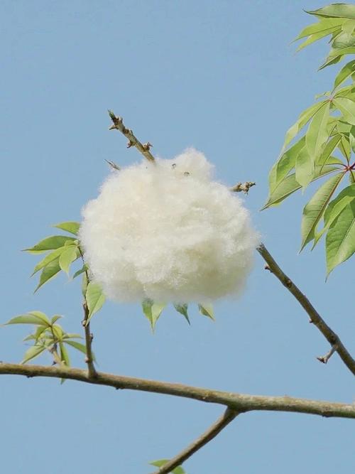 梦见棉花树和棉花果