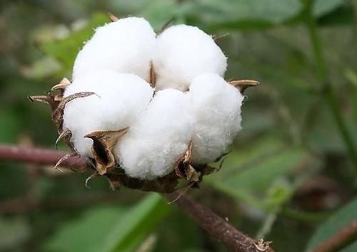 梦见棉花周公解梦,梦见棉花是什么意思?