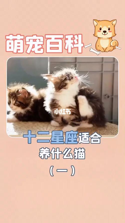 什么星座最适合养什么动物