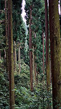 杉树杉木树