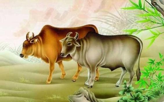 2019年生肖属牛整年运势全年分析