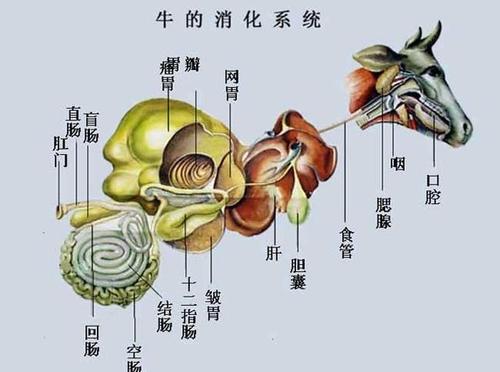 梦见家畜内脏是什么意思