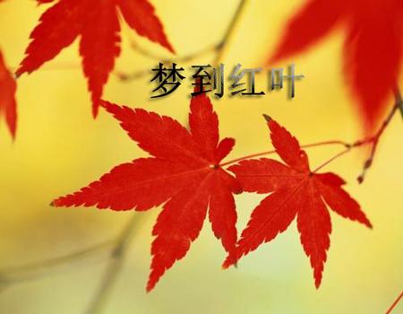 梦见树叶红了
