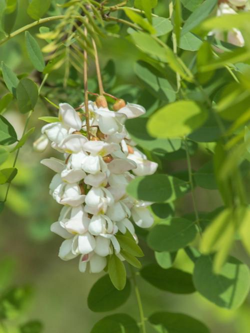 梦见槐花、洋槐花