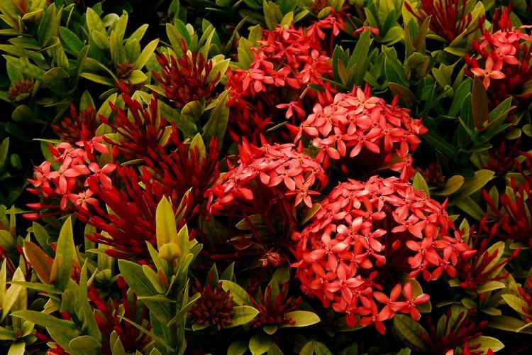 缅甸的国花龙船花