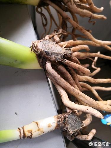 专业指导:平安树根部腐烂怎么办?