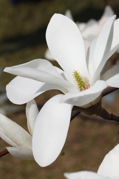 白玉兰花的寓意是什么