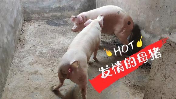 梦见猪发情是什么意思