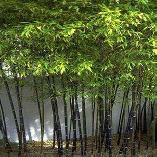 紫竹及万年麻各有何风水作用?