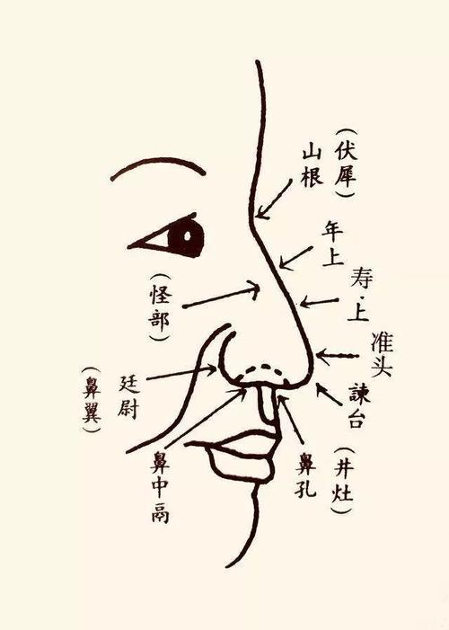 鼻子的长短高低和人生有什么关联吗?