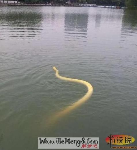 梦见水蟒