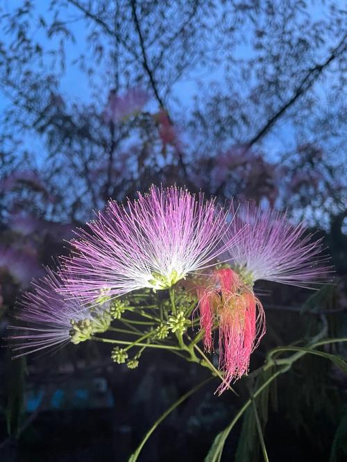 合欢花的传说是什么?合欢花的花语是什么?