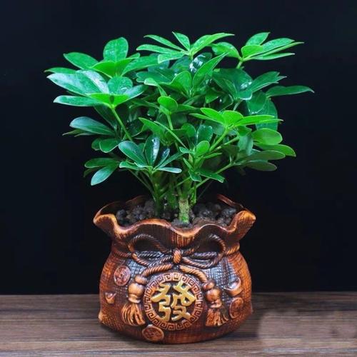 属虎的人办公室养什么花最旺财