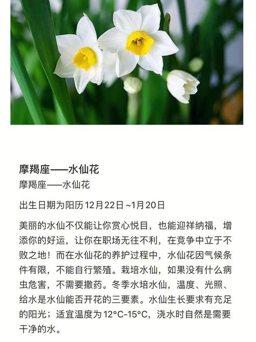 最适合送给12星座的花