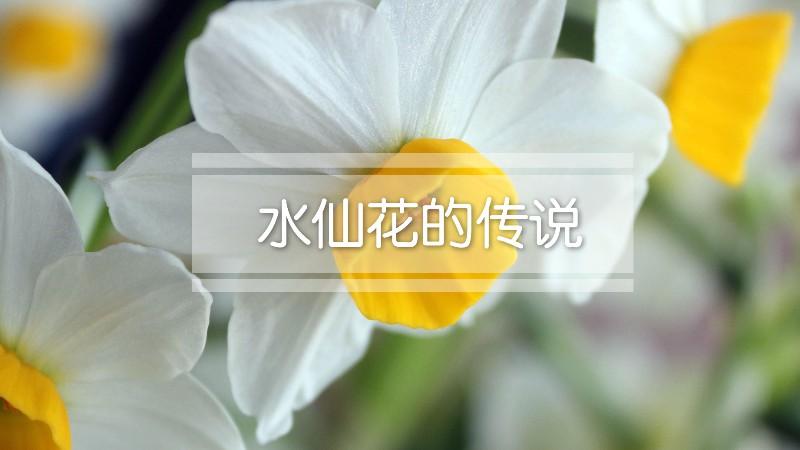 水仙有怎样的神话故事?