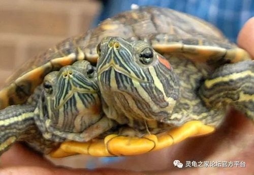 梦见双头龟