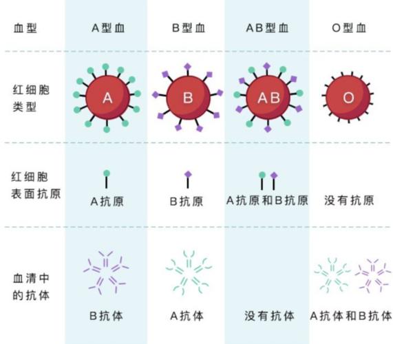 o型血为什么不易怀上
