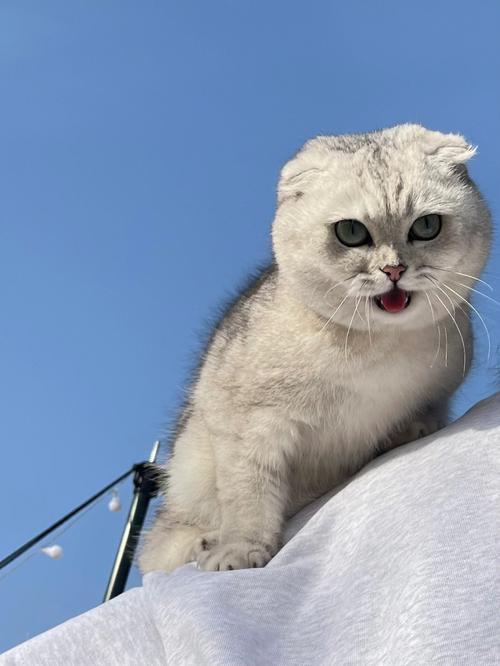 梦见人头的猫