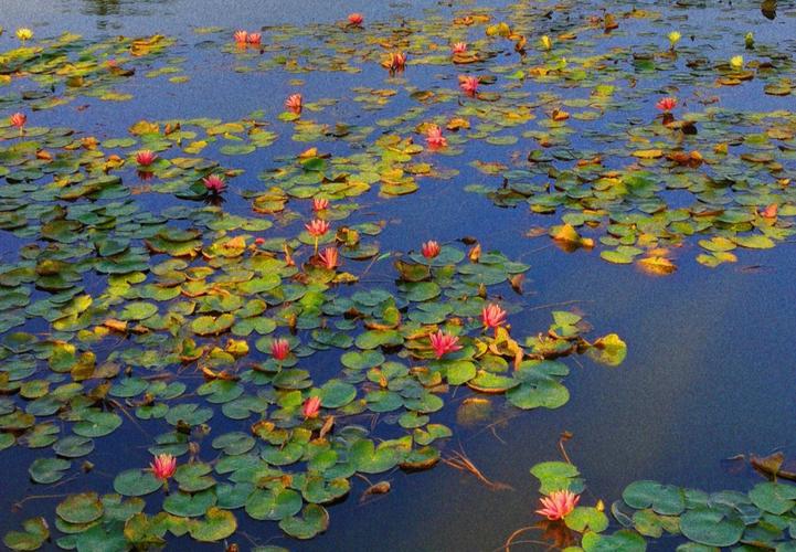 莲花池