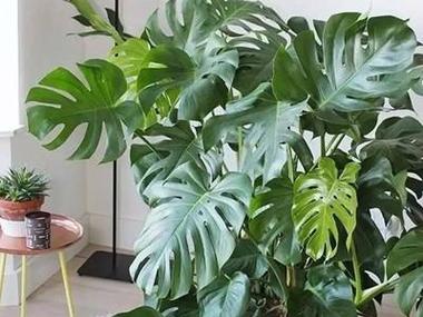 客厅适合养什么花和植物好风水