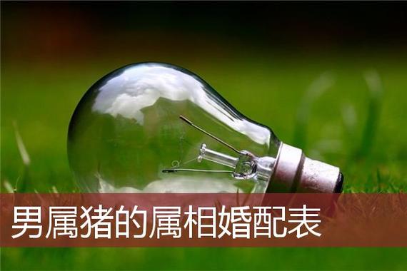 属猪男人结婚对象考虑哪些
